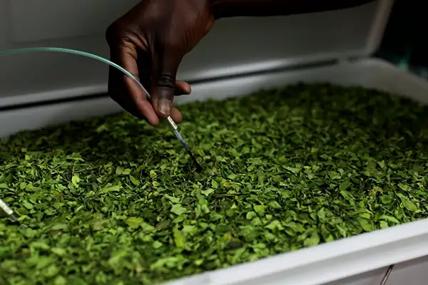 Botanical Processing 
